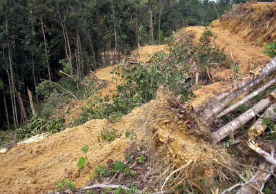 Penggundulan hutan yang tidak memperhatikan lingkungan